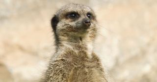 Meerkat Photo