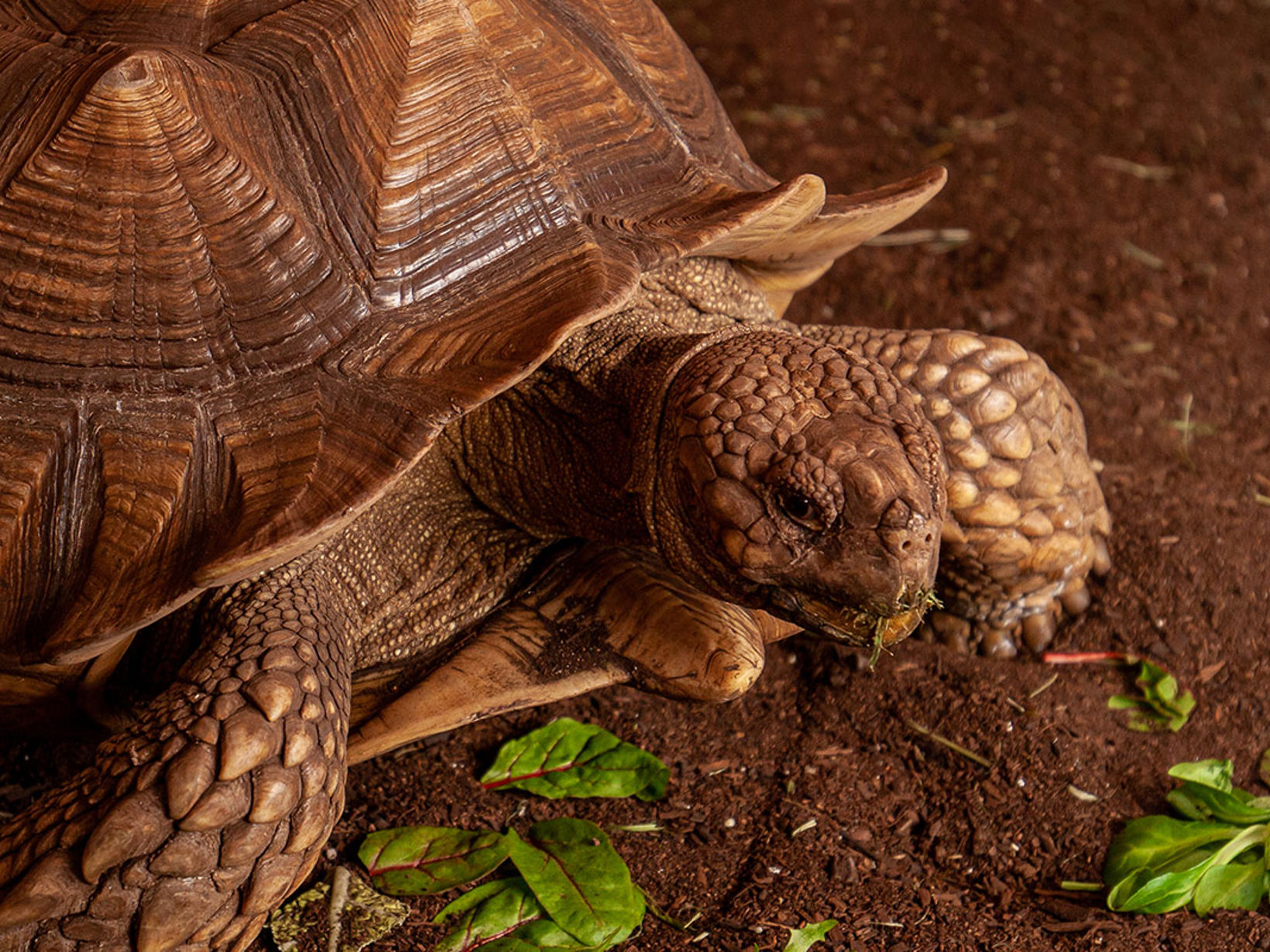 Tortoise Rides Tortoise Town | Animals & Attractions | Crealy Theme Park