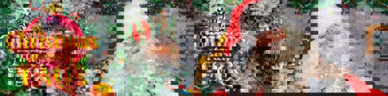 2000X500 Christmas Faq Banner(1).Jpg 750X187