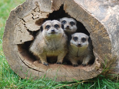 Meerkat In Log