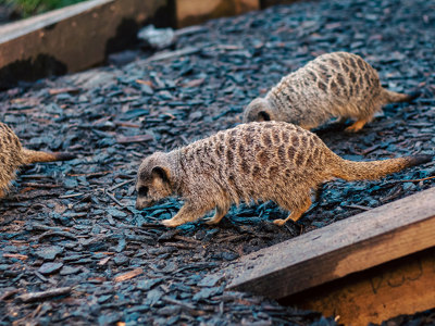 Meerkat Banner.Jpeg 2000X800
