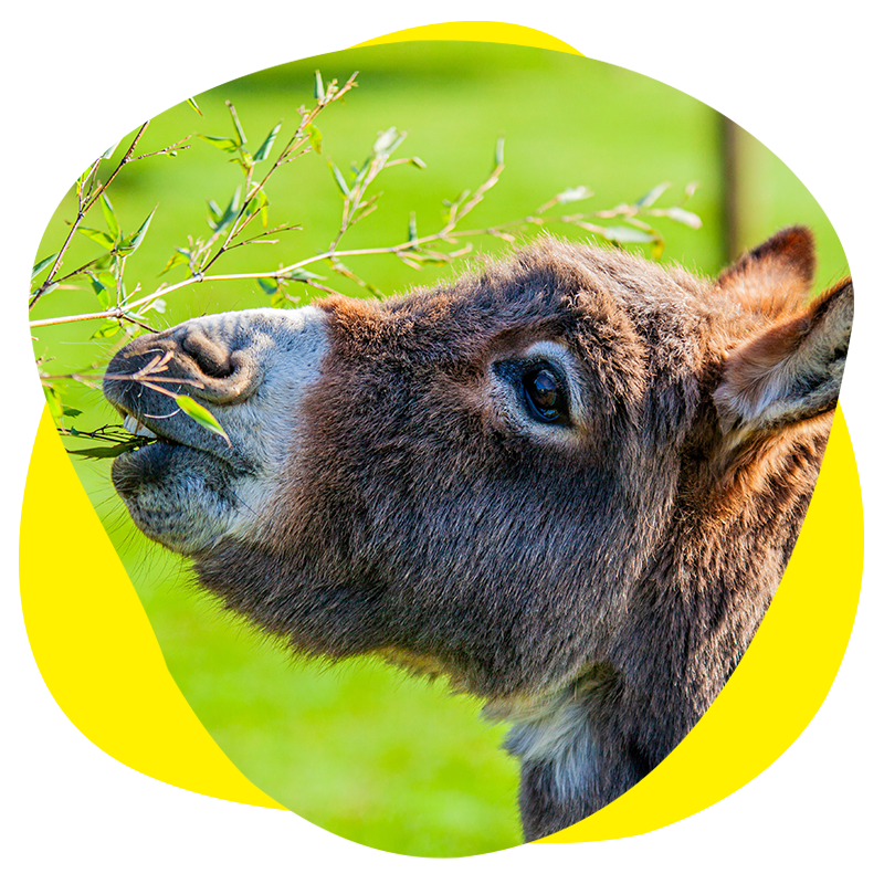 An image of a Donkey eating some leaves off a tree