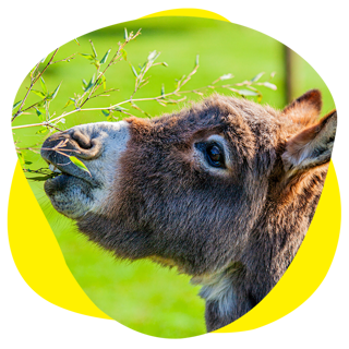 An image of a Donkey eating some leaves off a tree